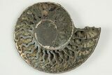 3.1" Cut & Polished, Pyritized Ammonite Fossil - Russia - #198339-3